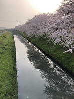 春爛漫の画像